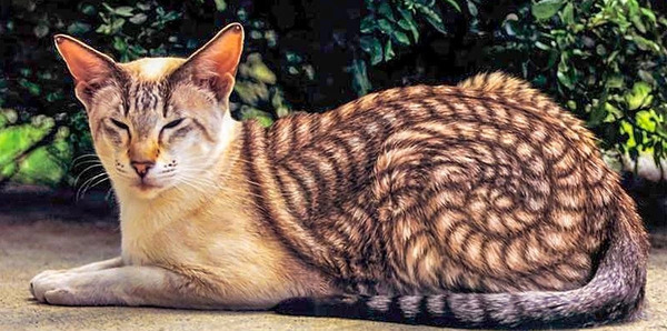 عکس از گربه در طبیعت