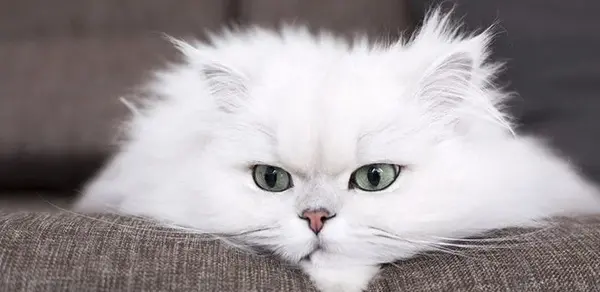 عکس گربه ی طوسی سفید