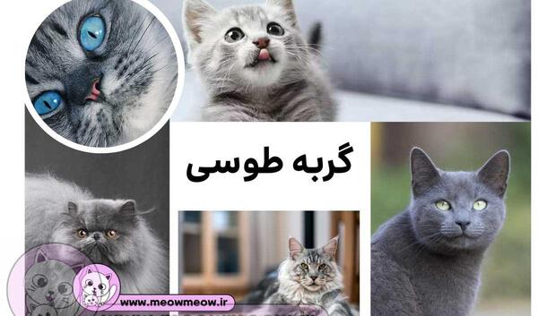 عکس گربه ی طوسی سفید