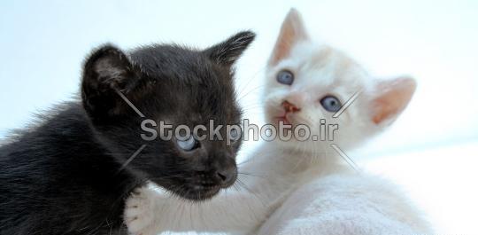 عکس بچه گربه سفید و طوسی