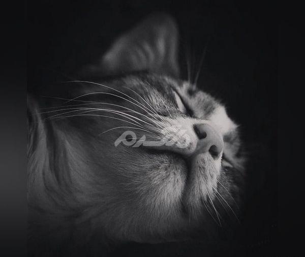 عکس گربه نقاشی سیاه قلم