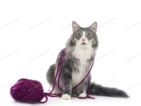 عکس گربه جنگلی نروژی