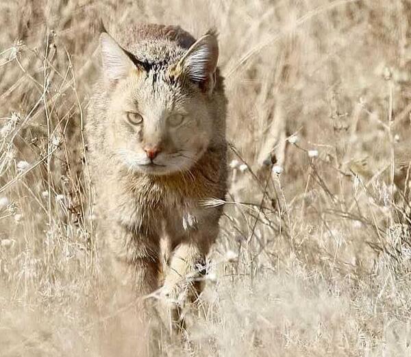 عکس گربه در جنگل