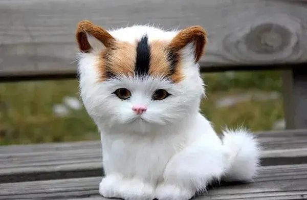 عکس گربه زیبای خانگی