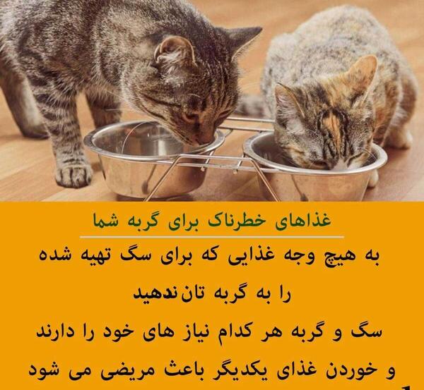 عکس گربه ها در حال غذا خوردن