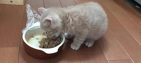 عکس گربه ها در حال غذا خوردن