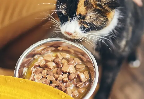 عکس گربه ها در حال غذا خوردن