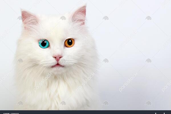 عکس گربه سفید چشم رنگی