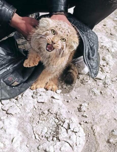 عکس گربه پالاس ایرانی