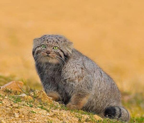 عکس گربه ی پالاس