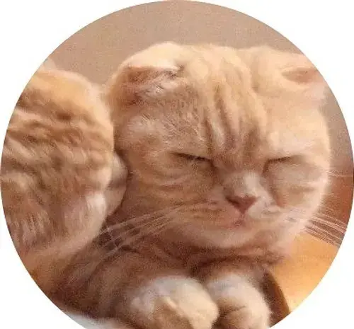 عکس گربه پروف ست