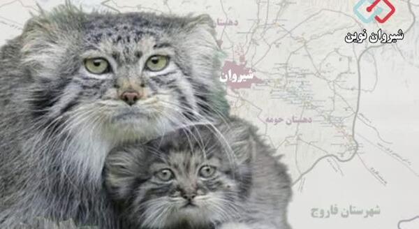 عکس از گربه پالاس