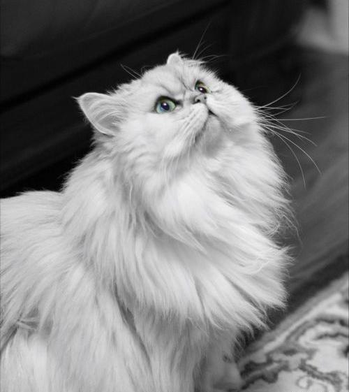 عکس گربه پرشین سیاه و سفید
