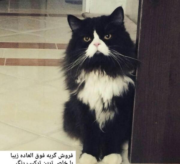 عکس گربه پرشین سیاه و سفید