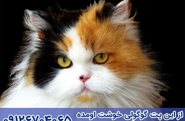 عکس گربه اسکاتیش فولد نارنجی