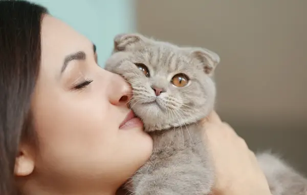 عکس گربه ی اسکاتیش فولد