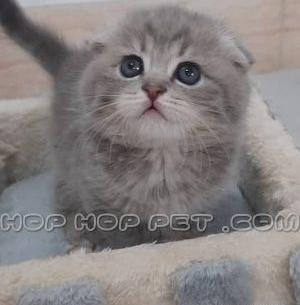 عکس بچه گربه اسکاتیش فولد