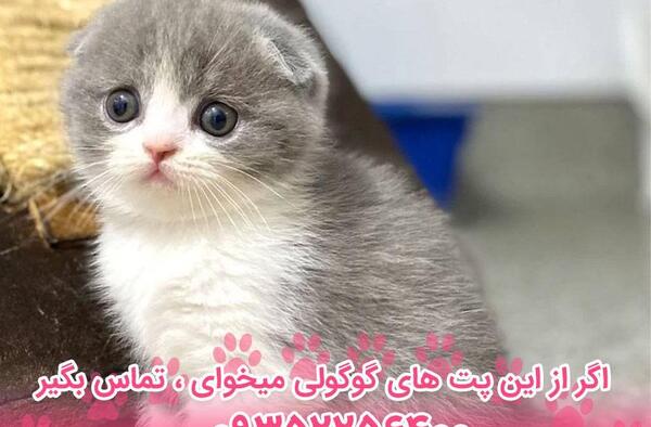 عکس گربه اسکاتیش دبل فولد