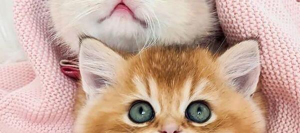 عکس گربه اسکاتیش دبل فولد