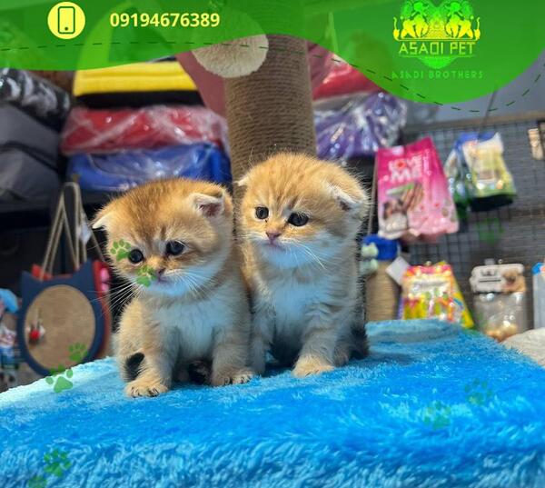 عکس گربه اسکاتیش دبل فولد