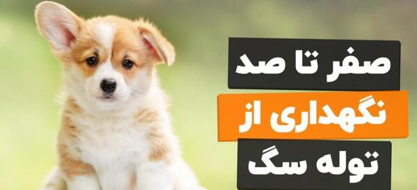 عکس توله سگ یک ماهه شیتزو