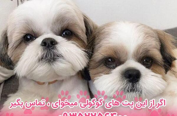 عکس توله سگ یک ماهه شیتزو