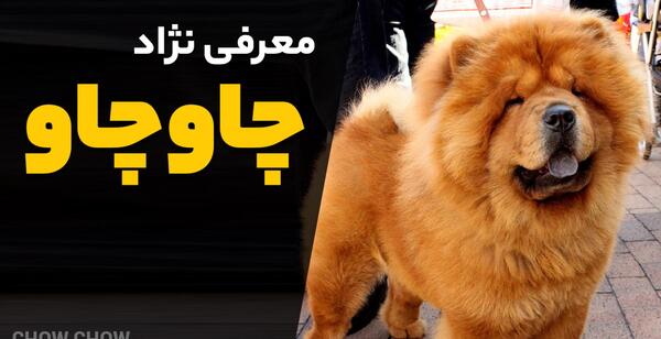 عکس های سگ نژاد چاو چاو