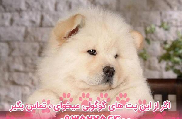 عکس های سگ نژاد چاو چاو
