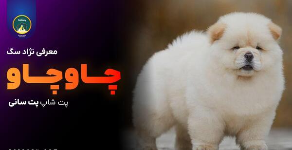 عکس های سگ نژاد چاو چاو