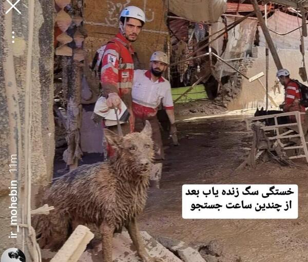 عکس سگ زنده