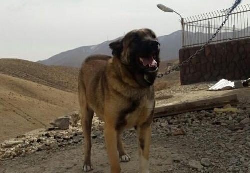 عکس سگ عراقی وحشی