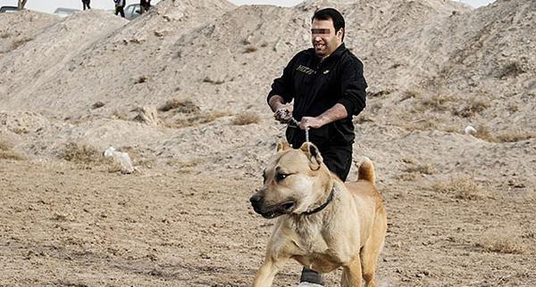 عکس سگ عراقی وحشی