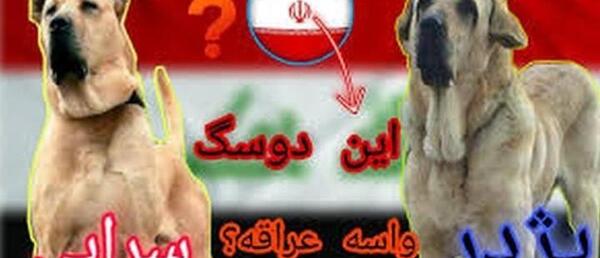 عکس سگ عراقی سفید