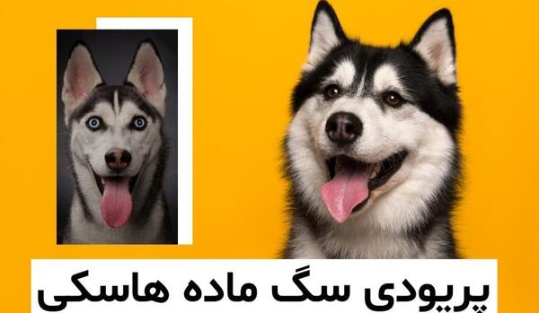 عکس سگ هاسکی حامله