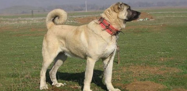 عکس بزرگترین سگ بولداگ