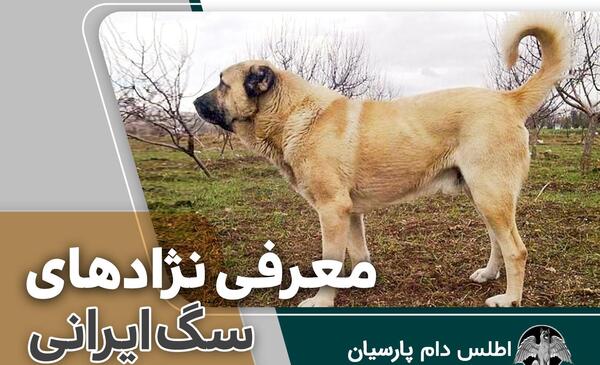 عکس سگ بزرگ ایرانی