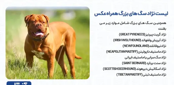 عکس سگ بزرگ ایرانی