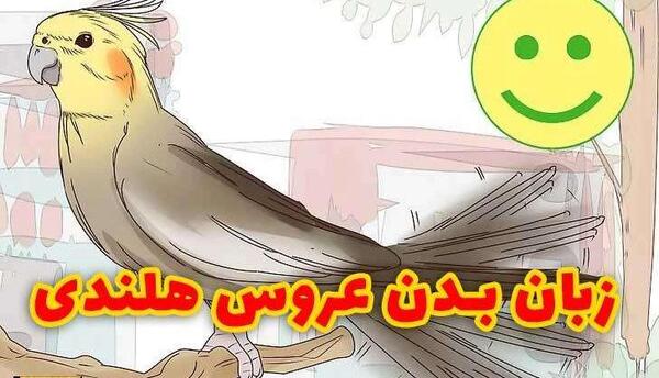 عکس جا خواب عروس هلندی