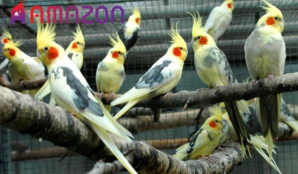 عکس جا خواب عروس هلندی