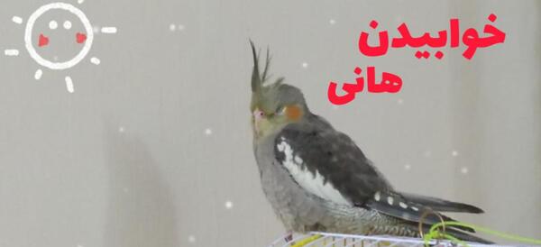 عکس عروس هلندی در خواب