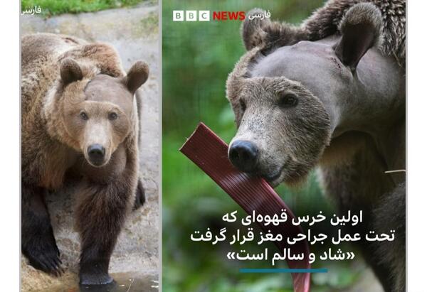 عکس از خواب زمستانی خرس