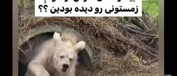 عکس خرس در خواب زمستانی