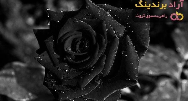 عکس گل با قطرات شبنم