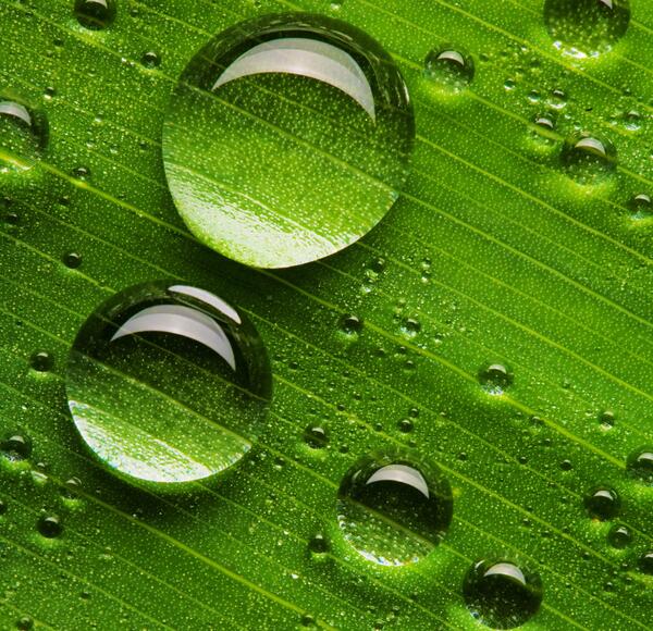 عکس گل با قطرات شبنم