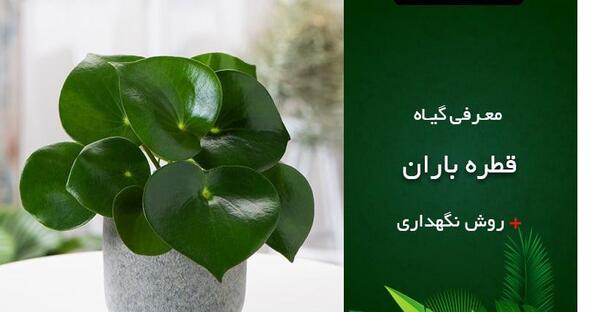 عکس گل با قطره های باران