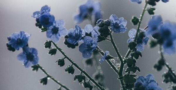 عکس گل با قطره های باران