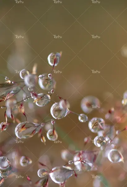 عکس نقاشی فانتزی قطره باران