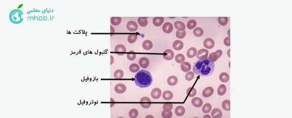عکس قطره خون زیر میکروسکوپ