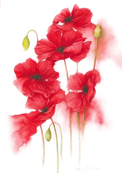 عکس قطره خون شهید