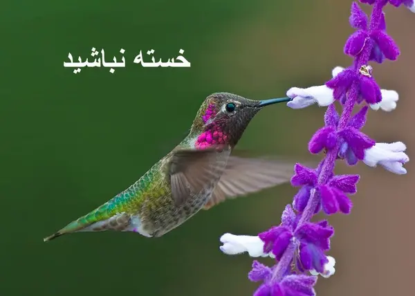 عکس خانم عزیزم خسته نباشید